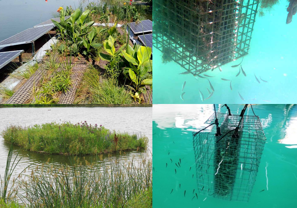 Natuur integratie bij drijvende zonneparken - groene eilanden - biohutten